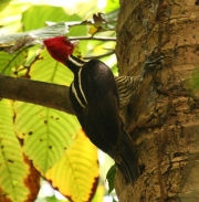 img_8627_cr_pale-billedwoodpecker