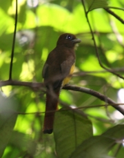 img_8639cr_femaleblack-throatedtrogon