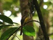 img_8644_cr_blackthroatedtrogonfemale