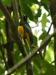 img_8650cr_black-throatedtrogon