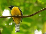 img_8652_blackthroatedtrogonmale_1