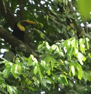 img_8674_cr_chestnutmandibletoucan