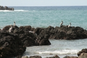 img_8680_cr_brownpelicans