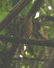 img_8713_Clay-colored_Thrush