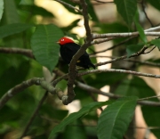 img_8747cr_red-cappedmanakin