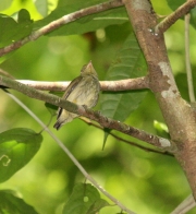 img_8750cr_femalered-cappedmanakin