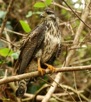 img_8803_mangroveblackhawk_11