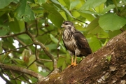 img_8815cr_mangrovehawk
