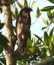 img_8933_cr_commonpotoo