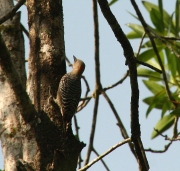img_8937_cr_hoffmannswoodpecker