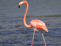 A10A3146American_Flamingo