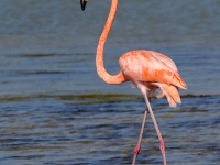 A10A3151American_Flamingo
