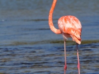 A10A3152American_Flamingo