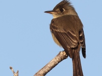 A10A8240Cuban_Pewee