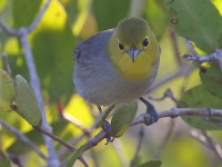 A10A8255Yellow-headed_Warbler
