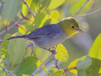 A10A8269Yellow-headed_Warbler