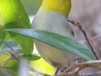 A10A8397Yellow-headed_Warbler