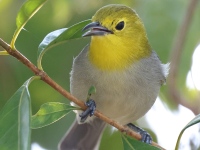 A10A8408Yellow-headed_Warbler