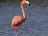 A10A8416American_Flamingo