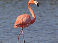 A10A8425American_Flamingo
