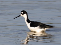 A10A8430Black-necked_Stilt