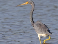 A10A8434Tricolored_Heron