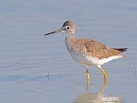 A10A8441Greater_Yellowlegs
