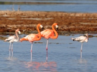 A10A8461American_Flamingo_Family