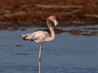 A10A8464American_Flamingo