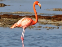A10A8491American_Flamingo