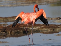 A10A8501American_Flamingo