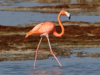A10A8517American_Flamingo