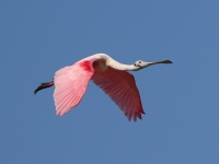 A10A8521Roseate_Spoonbill