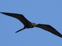 A10A8530Magnificent_Frigatebird