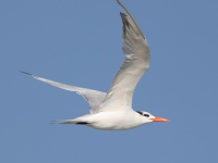 A10A8533Royal_Tern