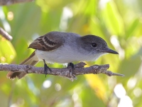 A10A8549La_Sagras_Flycatcher