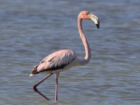 A10A8559American Flamingo