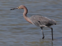 A10A8574Reddish_Egret