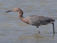 A10A8578Reddish_Egret