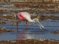 A10A8592Roseate_Spoonbill