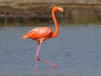 A10A8641American_Flamingo