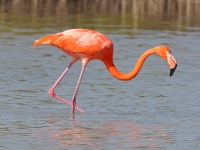 A10A8660American_Flamingo