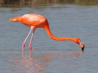 A10A8670American_Flamingo