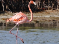 A10A8674American_Flamingo