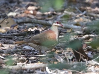 A10A8695Key_West_Quail-Dove