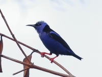 A10A3708Red-legged_Honeycreeper