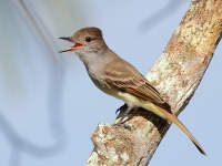 A10A3739La_Sagras_Flycatcher