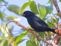 A10A3754Cuban_Bullfinch