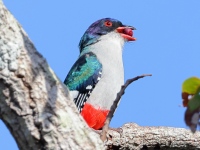 A10A3757Cuban_Trogon_1