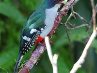 A10A3771Cuban_Trogon